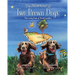 The Adventures of Two Brown Dogs: The Lovely State of South Carolina
