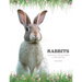 Rabbits: From Hares and Jackrabbits to Adorable Pets