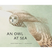 An Owl at Sea