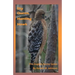 Sky Queen, Hunting Hawk: The English Archer Series
