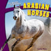 Arabian Horses