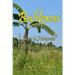 Balikwas: How to Emigrate to The Philippines