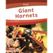 Giant Hornets