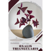 Oxalis triangularis: Plant Guide
