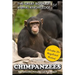 Chimpanzees: The Smartest Primates on the Planet (includes 20+ magnificent photos!)