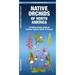 Native Orchids of North America