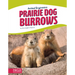 Prairie Dog Burrows