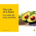 The Life of a Seed / La vida de una semilla