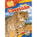 Cheetahs