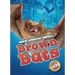 Brown Bats