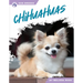 Chihuahuas