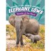 Elephant Cows: Heads of the Herd