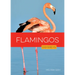 Flamingos