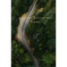 A Journey Through Pines