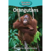 Orangutans