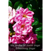 The Practice Of Mental Prayer: Extraordinary Prayer