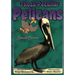 Those Peculiar Pelicans