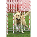 Labradors - History, Breeding, Field Trials & Shows