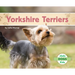 Yorkshire Terriers