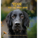 Rook and the Magic Door: Written and Illustrated by Danica Barreau