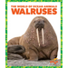Walruses