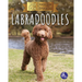 Labradoodles