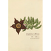 Stapelia Mixta