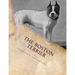 The Boston Terrier