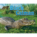 Black Caiman
