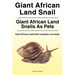 Giant African Land Snail. Giant African Land Snails as pets. Giant African Land Snail complete care book.
