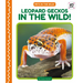 Leopard Geckos in the Wild!