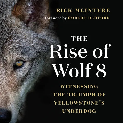 The Rise of Wolf 8: Witnessing the Triumph of Yellowstone's Underdog - Paperback