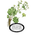 First Studies of Plant Life