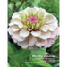 Mostly Zinnias: Flower Photos Pre and Post Hurricane Ida