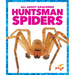 Huntsman Spiders