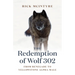The Redemption of Wolf 302: From Renegade to Yellowstone Alpha Male
