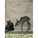 Summer of the Fawn