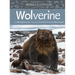 Animals Illustrated: Wolverine