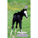 Friendly Foal