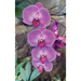 Hot Pink Orchid Journal