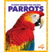 Parrots