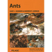 Ants