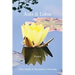 Ants and Lotus