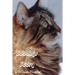Bobbins Story: The little cat that touched so many lives