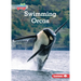 Swimming Orcas