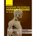 Modeling The Ecorche Human Figure in Clay: A Sculptor's Guide to Anatomy