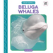 Beluga Whales