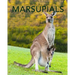 Marsupials: Amazing Pictures & Fun Facts of Animals in Nature