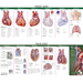 Anatomical Chart Company's Illustrated Pocket Anatomy: Anatomy of the Heart Study Guide
