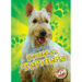 Scottish Terriers